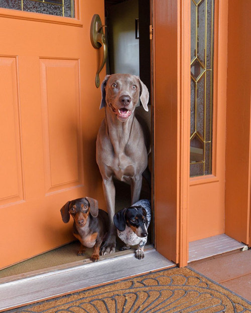 awesome-picz:Two Dogs Get A New Puppy And Now They’re The Best Sleeping Buddies Ever.