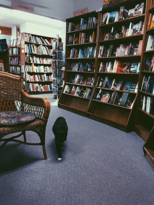 stephaniecheryl:books and cats and books and cats (City Lights Bookstore, Sylva, NC) 