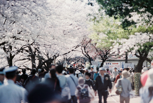 lcyungsoos:hanami #03 by cola1031 on Flickr.