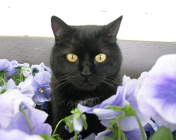 mostlycatsmostly:  The Longwood Gardens Furry Ambassadors aka The Integrated Pest Management Program.  (located in Kennett Square, PA) The Longwood Cats cover the grounds from the Nursery and the Peirce-du Pont house to the Abbondi Composting facility.