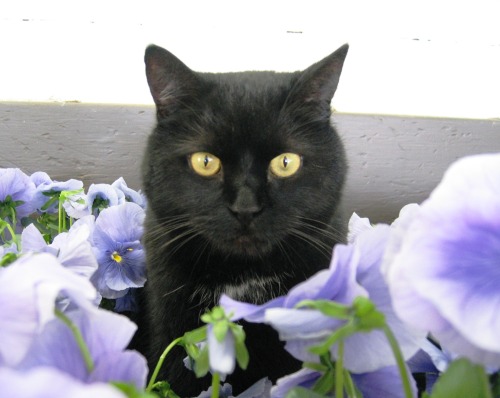 The Longwood Gardens Furry Ambassadors aka The Integrated Pest Management Program.  (located in Kenn