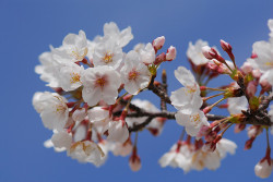 japan-overload:  Cherry by BONGURI on Flickr. 