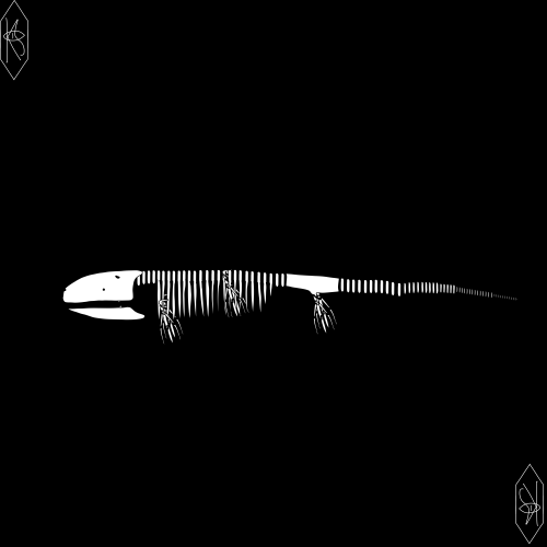 Pachyderes, More Commonly Called A Neckless Filterfeeder, Are Medium Sized Ichthyongiu, They Are The