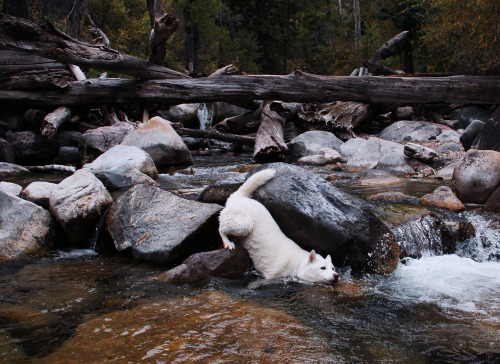 johnandwolf:As graceful as they come. Grizzly Creek, CO / Sept. 2016