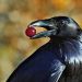miss-vortex:Here are some interesting facts about the raven:• They are one of the