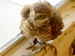 fat-birds:posturing burrowing owl.faaaaaaaaaat ooooooooowl