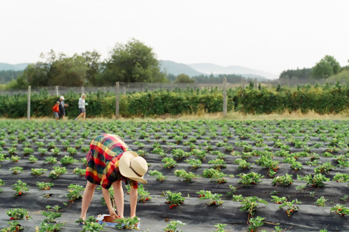 island berry picking