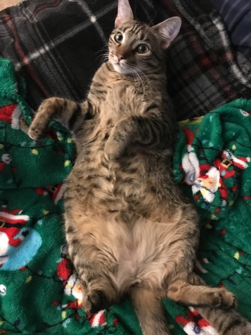 crutchie-the-crutch: ourmissallison:  tracer-isms:   subcorax:  subcorax:   i have a cat named The Lady and my favourite thing about her is that she manages to have this very petite, delicate face while also being incredibly fat so every time she goes