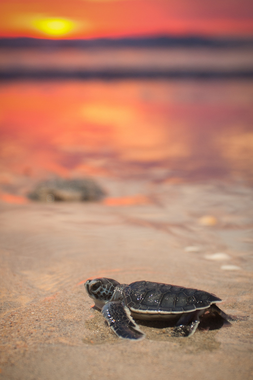 vurtual:  Fiery dawn (by Chris Johnson)