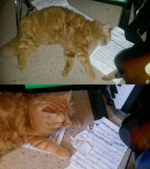 Zooey the maine coon rescue cat, making a musical existence even more difficult…(submitted by