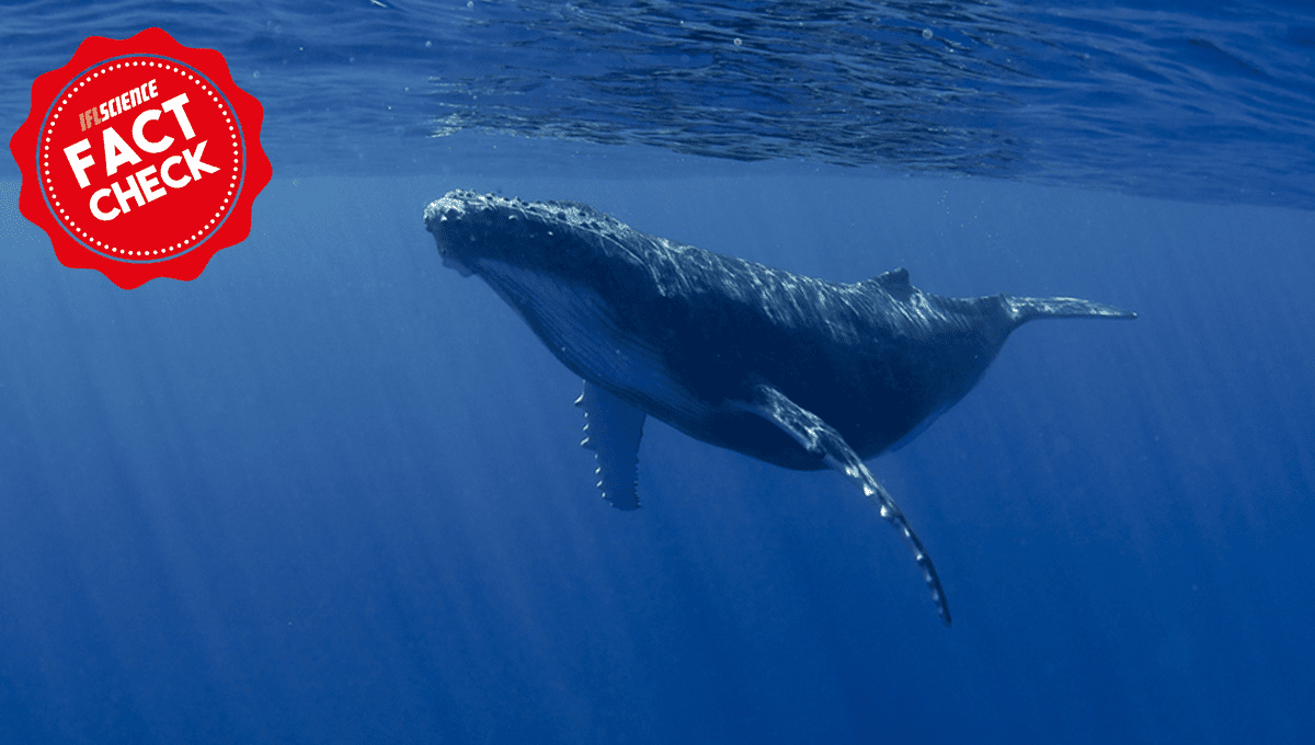 Has The World's Loneliest Whale Finally Found A Friend?