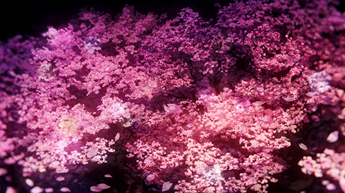 kyriun:Eighty Six Cherry Blossom sceneryEighty Six Episode 6