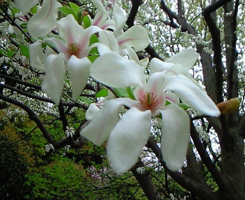 辛夷　（コブシ）　Magnolia kobus