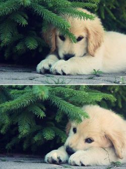 cutepuppyoftheday:  Today’s Cute Puppy