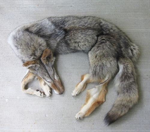 furrywolfcyrus:  thegalaxyfoxx:  lonewolf-den:  blackbackedjackal:  All the coyotes are up now :)! You can see them all on the site.  ooooo i want me some tails!  Omg no!!!!! They were killed why would you buy them!!! D:  “No animals were killed for