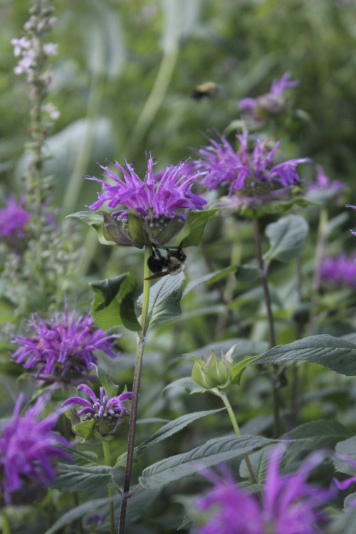 gardenmuse:Early July brings lots of color to the woodland meadow garden.  There has been an extraor