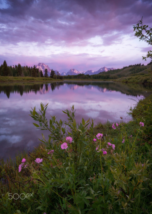 silvaris:Wild Geranium Tetons Sunrise by Erwin Buske