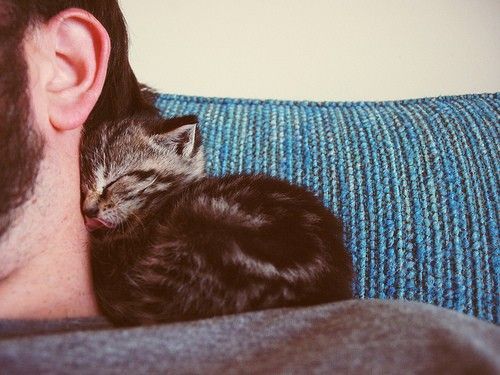 awwww-cute:Here we observe the feline displaying a rare, tender moment of appreciation for its slave