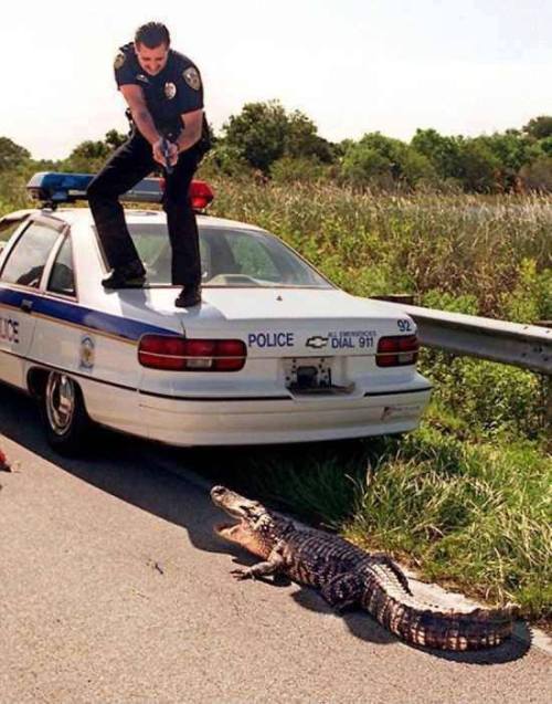 zootedboy:this is what florida cops do all day