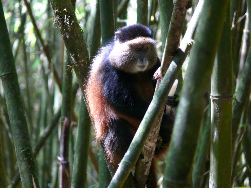 ayearinrwanda:Golden Monkey trek - Volcanoes National Park. A definite add on to a gorilla trek!