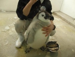 cute-overload:  Cute Chubby Penguinhttp://cute-overload.tumblr.com