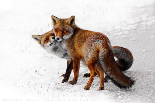 earthlynation:
“ (via 500px / Foxy Love: A Happy Valentine by Roeselien Raimond)
”