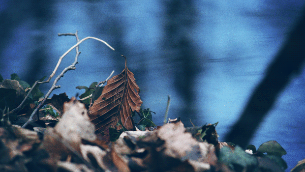 cinemagorgeous:Beautiful moving images of nature by Julien Douvier.