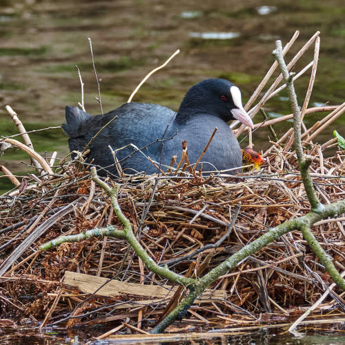The first adventure of a little coot