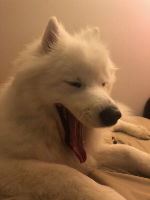 neothesamoyed: b i g  y a w n