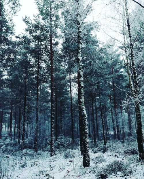 sick and tired of being sick and tired : Winter Trees (November 2017):  Sweden, Stockholm...
