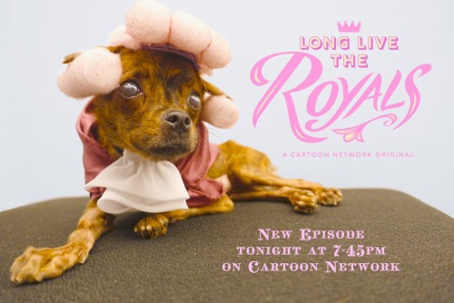 Maybe my dog, Horus, dressed up for the Long Live the Royals episode tonight. You should check it out too so you don’t disappoint this gentleman dog!