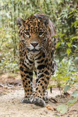 bigcatkingdom:  Jaguar (Panthera onca) (by Mladen Janjetovic)