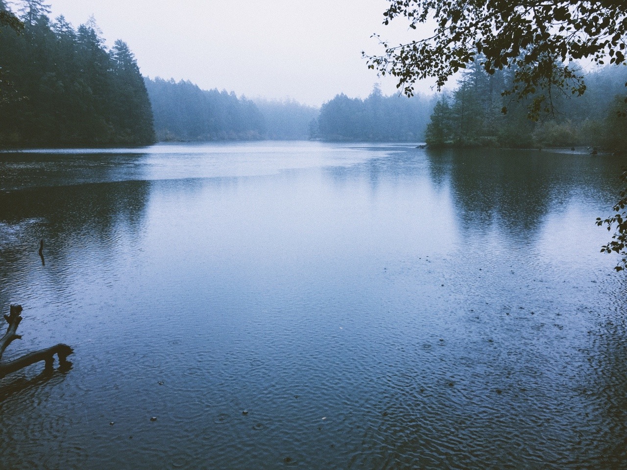 wildlxng:  foggy season 🌧