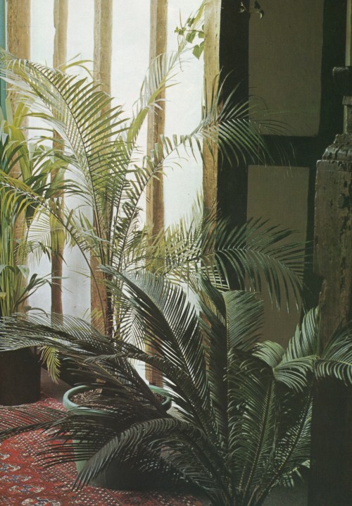 The Wonderful World of Indoor Plants, Ann Bonar, 1979