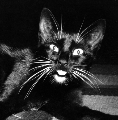 Imogen Cunningham (American, 1883-1976, b. Portland, OR, USA) - Weston Cat, 1945, Photography