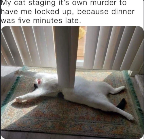 only-cat-memes:  Your daily dose of cat memes