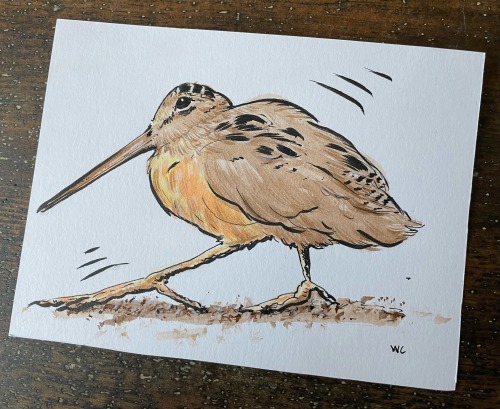 An American Woodcock (timberdoodle/hokumpoke) Doing Its Little Swiggity Swooty Dance -wc Williams