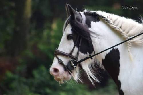 Dallas #tinker #horse #horsemanship #equestrianlife #photography #animalphotography #animal