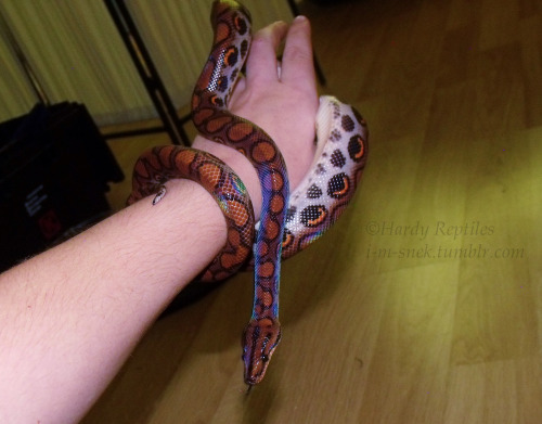 i-m-snek:Perks to staying up till 3AM, you get to see your rainbow boas lovely whitewalls <3
