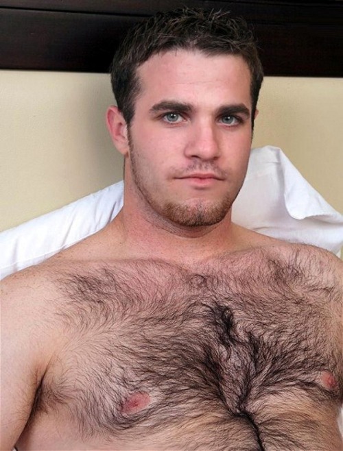 Porn hairy-chests: hairy chest photos