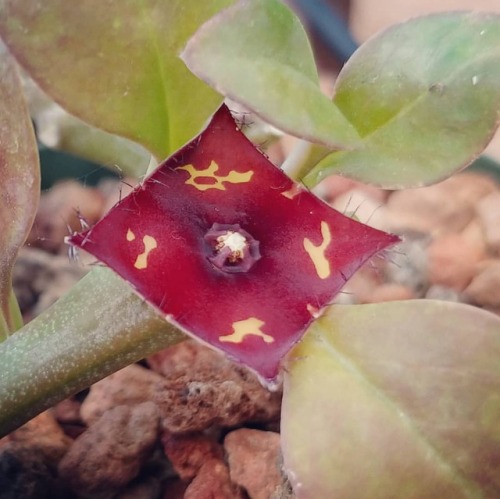 Frerea indica #stapeliad #succulent #carrionflower #cactusjungle (at Cactus Jungle)https://www.ins