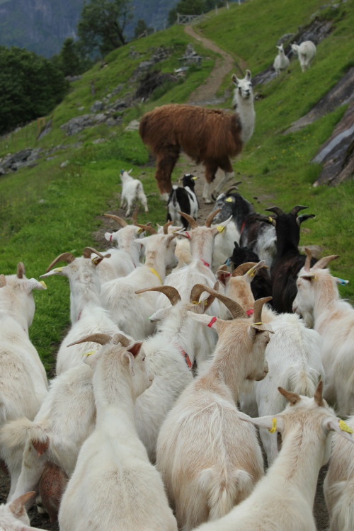 Norway. The guard-llama and the goats.