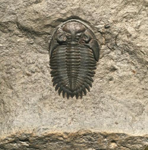 amnhnyc:It’s time for #TrilobiteTuesday! A number of locations that border Lake Erie in wester