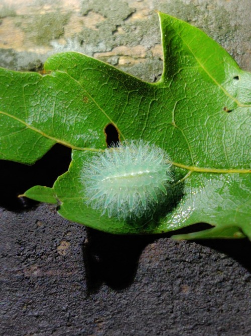 onenicebugperday:Spun glass slug moth,Isochaetes beutenmuelleri,LimacodidaeLike many slug moth speci