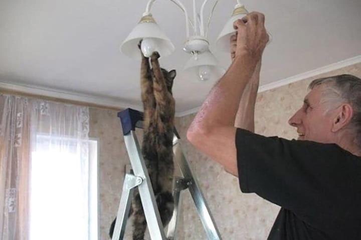 cat-memes-only:That’s how you do it Jordan, I’m not explaining it twice 