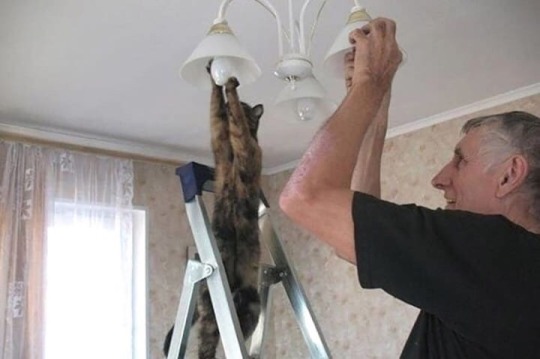 cat-memes-only:That’s how you do it Jordan, I’m not explaining it twice 