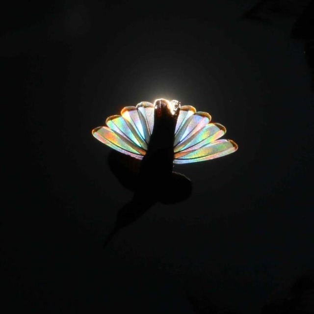 trulyvincent:Light diffracting through hummingbird wings