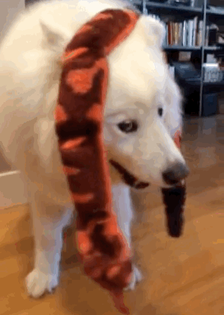 skookumthesamoyed:  How are you going to get Snakey the Snake off your head? I don’t