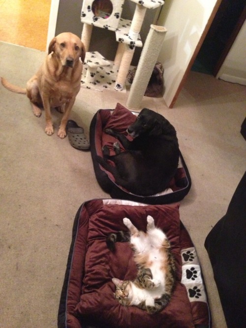 catsbeaversandducks:  10 Dog Beds Stolen By Cats “Why, Master? Just… WHY.” Photos via Stolen Dog Bed