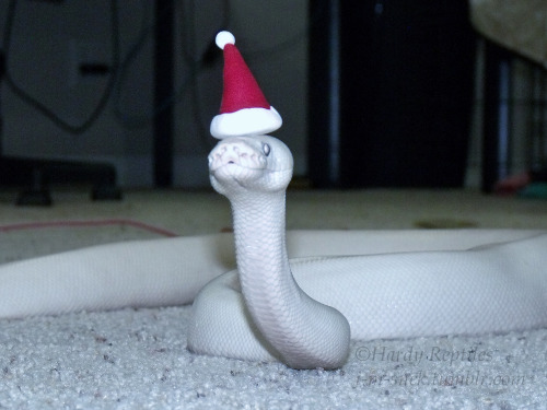 theactualcluegirl: i-m-snek: We wish you a Merry Hissmass~ And a happy Noodle Year!